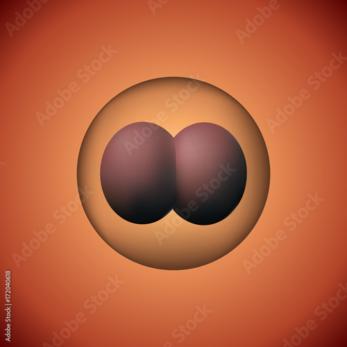 Two zygote. 3D image of experimental insemination.