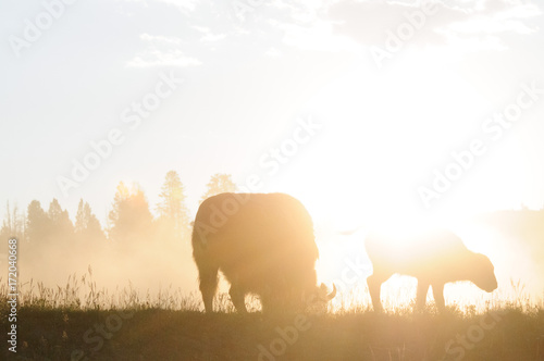 Bison Silhouttes at Dawn © Goldilock Project
