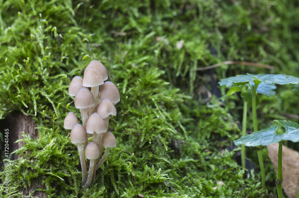 Oak Bonnet fungi Oak Bonnet fungi