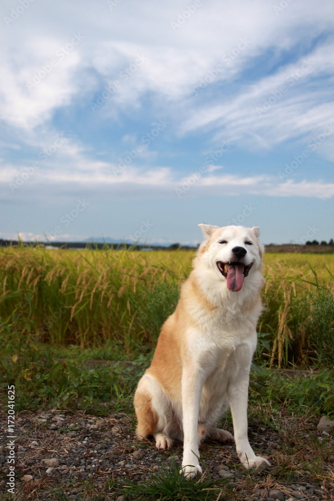 笑顔の犬と秋空と稲穂