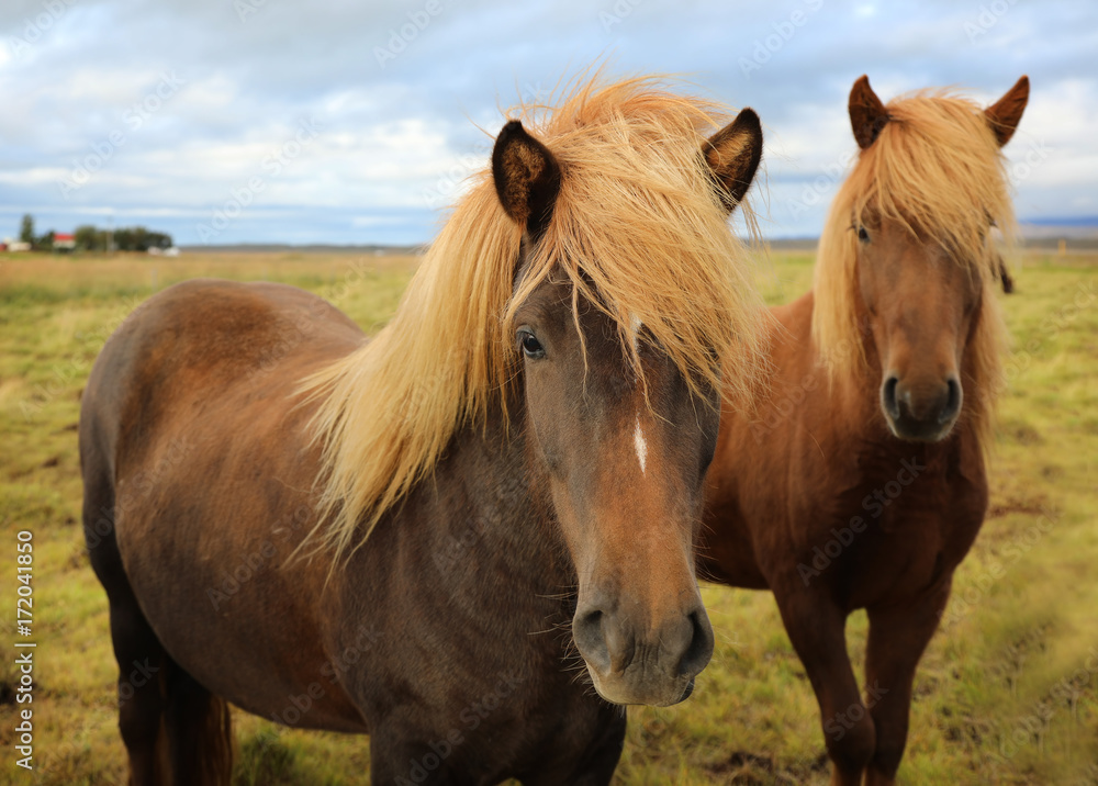 Icelandic horses grazing in the field Icelandic horses grazing in the field
