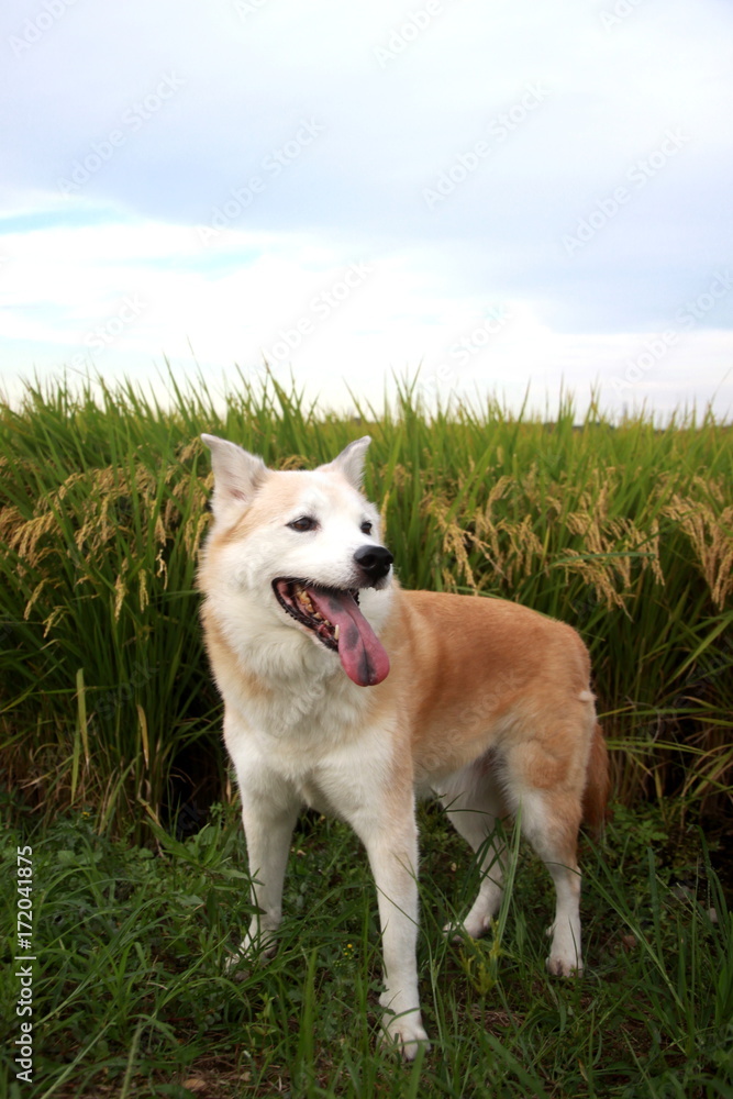 笑顔の犬と秋空と稲穂 笑顔の犬と秋空と稲穂