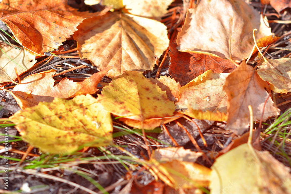 yellowed autumn leaves on the ground yellowed autumn leaves on the ground