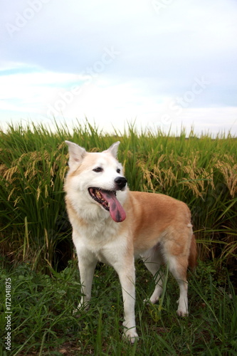 笑顔の犬と秋空と稲穂