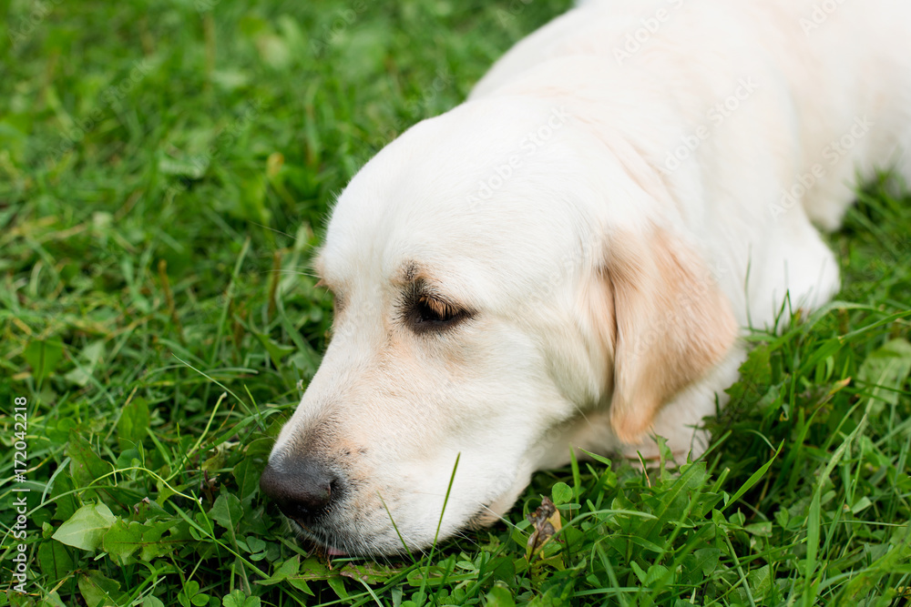 Portrait of a sad dog golden retriever on the grass Portrait of a sad dog golden retriever on the grass