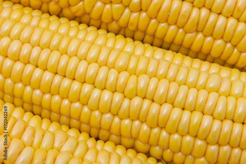 corn on the cob isolated on white background corn on the cob isolated on white background