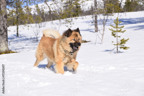 Eurasier in snow