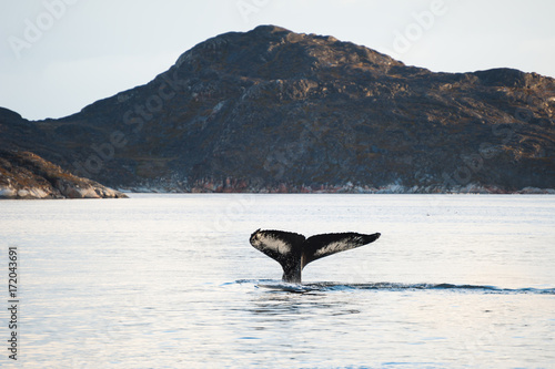 Humpback whale tail, Greenland © smallredgirl
