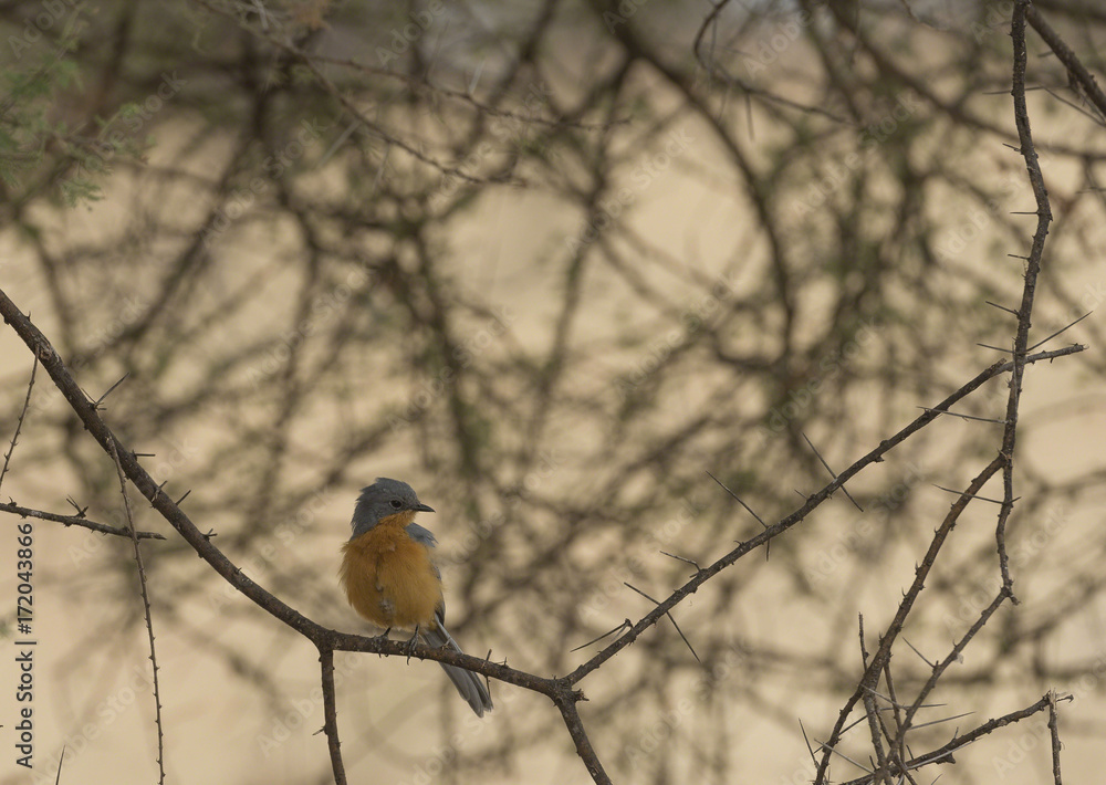 Robin Chat, ( Cossypha dichroa ), perched on tree branch looking right, Tanzania, Africa Robin Chat, ( Cossypha dichroa ), perched on tree branch looking right, Tanzania, Africa