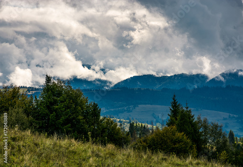 forest on hillside on cloudy day. gorgeous weather in Carpathian mountains in autumn