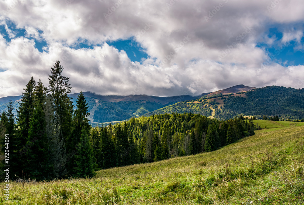 spruce forest on hillside on cloudy day. gorgeous weather in Carpathian mountains in autumn