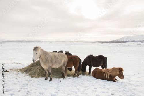 Fototapeta Naklejka Na Ścianę i Meble -  Group of icelandic horse in winter.