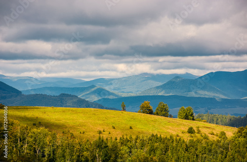 grassy meadow with few trees on hill. lovely mountainous landscape in autumn