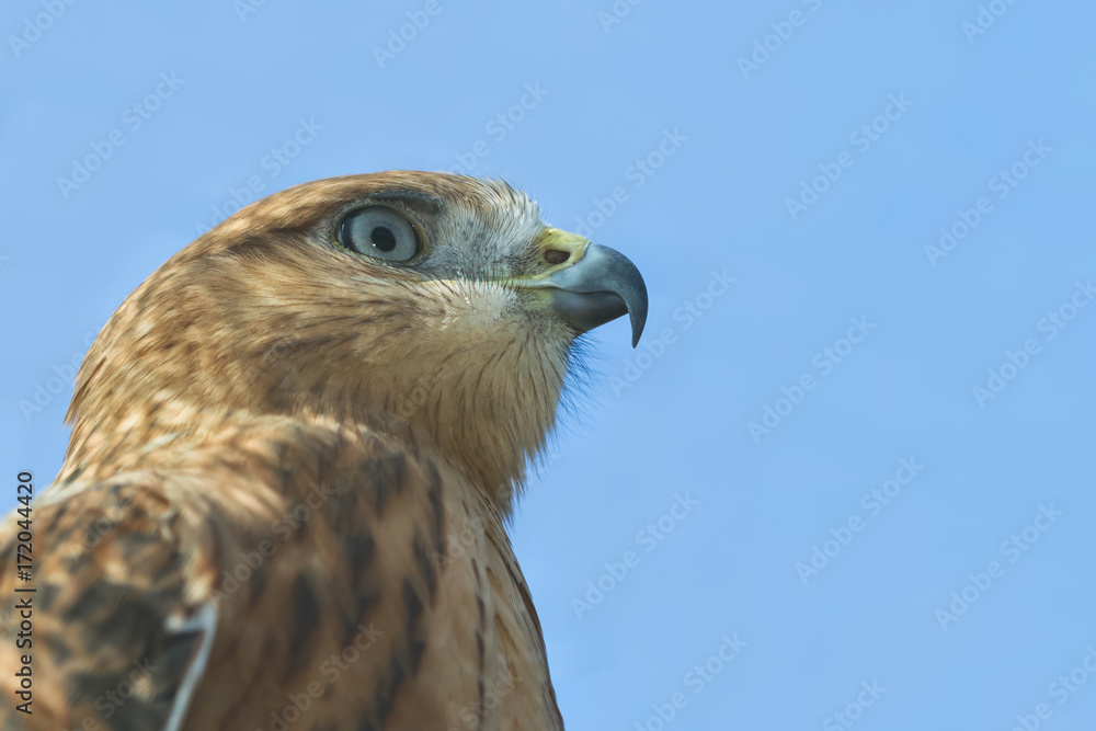 Falcon portrait on the blue sky background. Bottom view, closeup Falcon portrait on the blue sky background. Bottom view, closeup