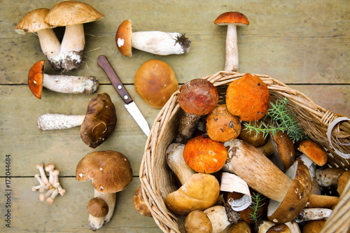 Autumn fungi. Porcini. Mushrooms. orange-cap boletus