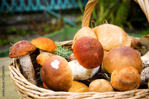 Autumn fungi. Porcini. Mushrooms. orange-cap boletus