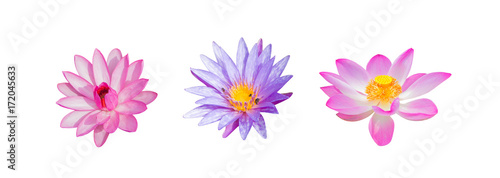 collection lotus flower isolated on white background