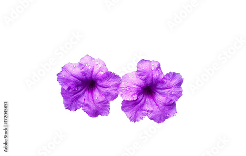 Fototapeta Naklejka Na Ścianę i Meble -  Purple flowers isolated on white background