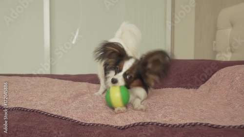 Papillon Continental Toy Spaniel puppy plays funny with ball stock footage video photo