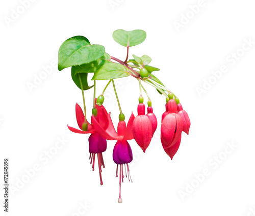 Tablou canvas Red with Purple bells of fuchsia flowers isolated on white background