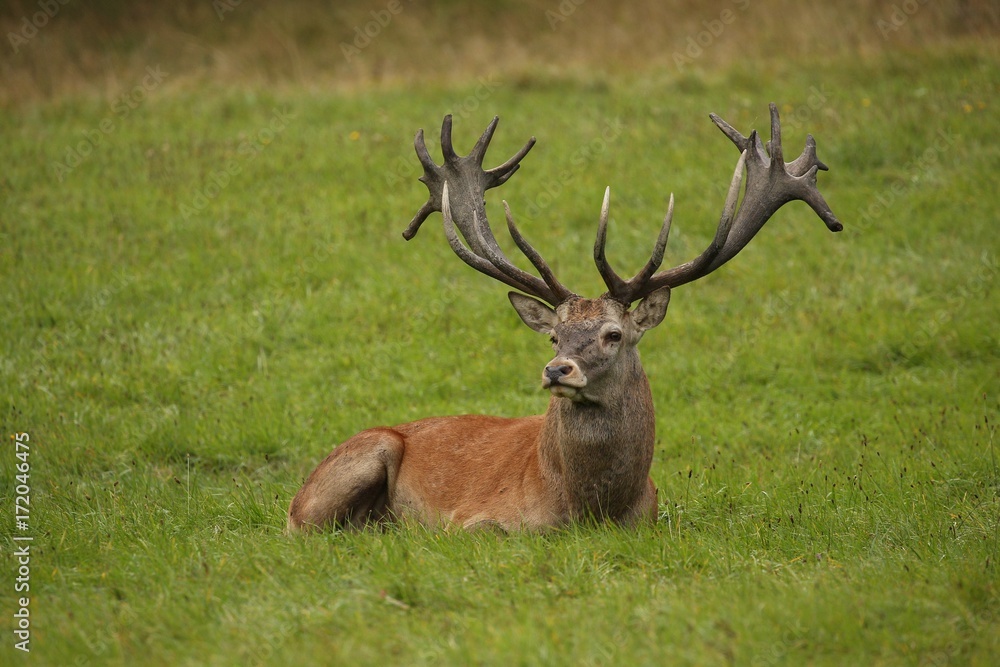 Red deer on the green grass during the deer rut in the nature habitat of Czech Republic, european wildlife, wild europa, deer rut, Cervus elaphus. Red deer on the green grass during the deer rut in the nature habitat of Czech Republic, european wildlife, wild europa, deer rut, Cervus elaphus.