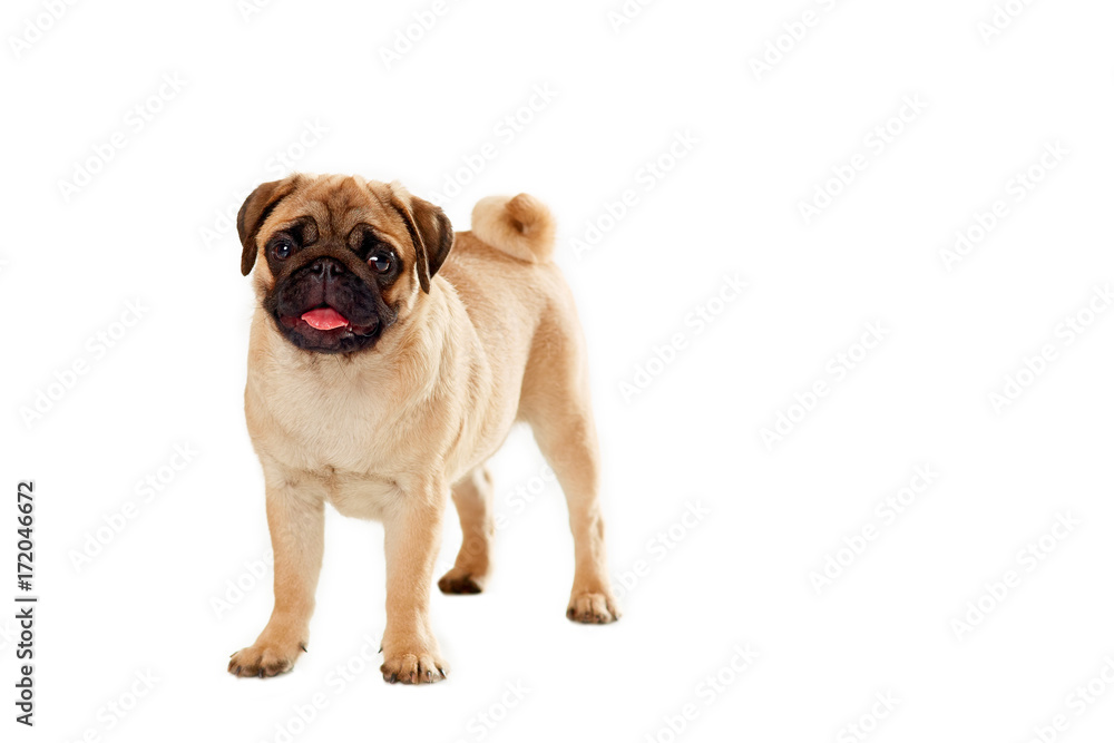 Puppies of pug isolated on a white background