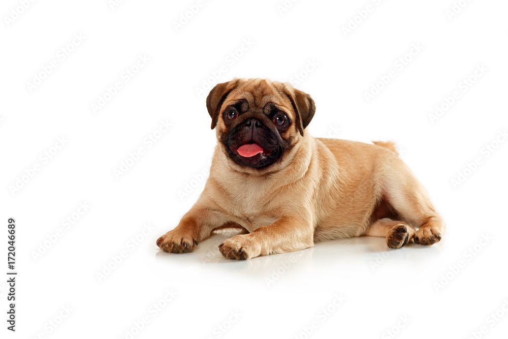 Puppies of pug isolated on a white background