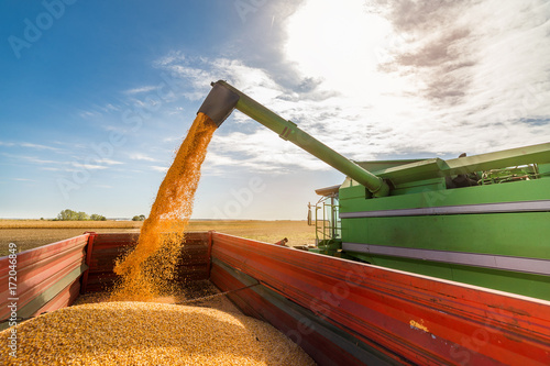 Pouring corn grain into tractor trailer photo