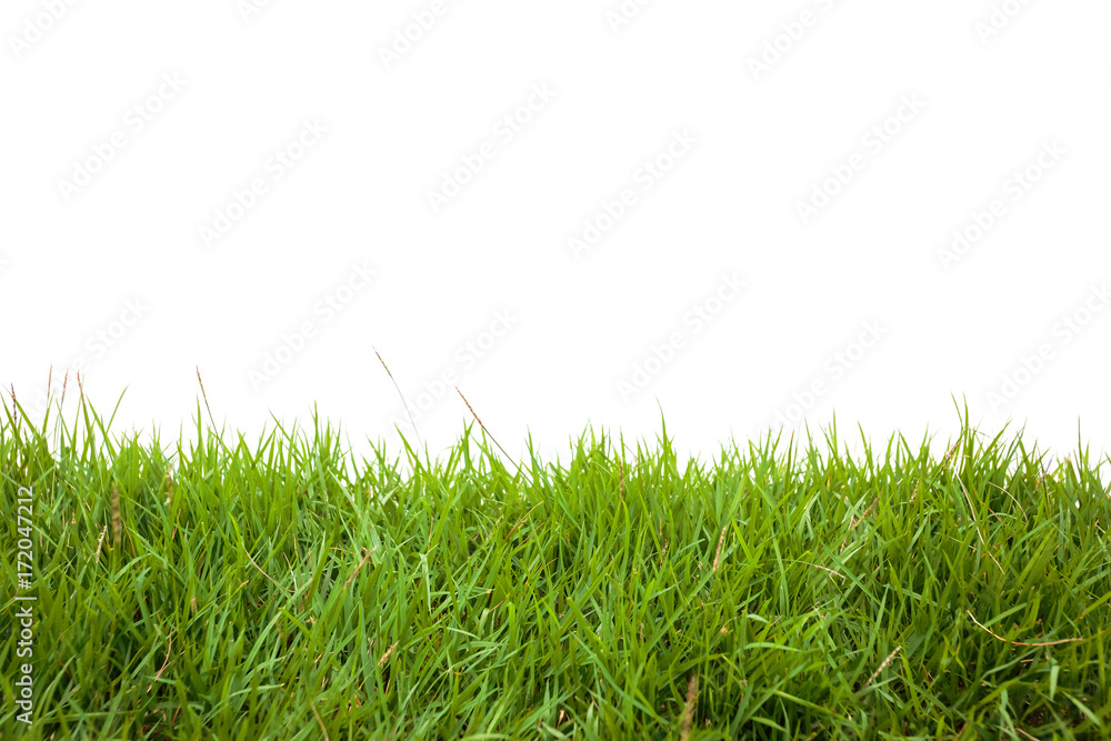 green grass on white background green grass on white background