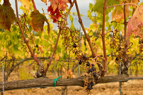 drought vineyard
