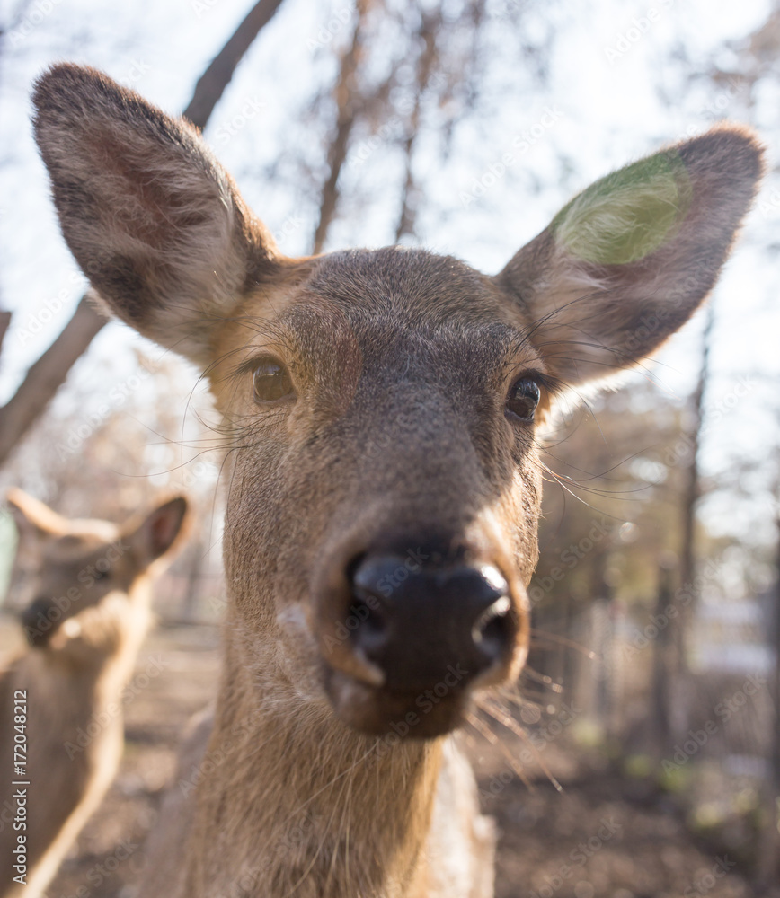 Deer in the park on nature in winter
