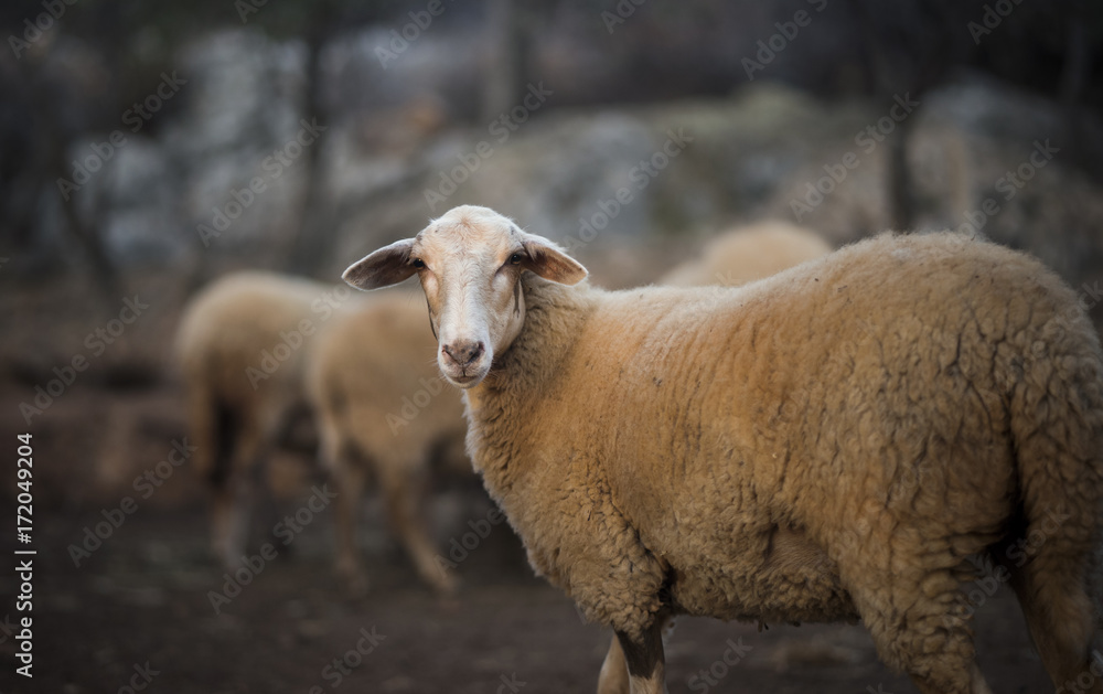 Sheep Grazing