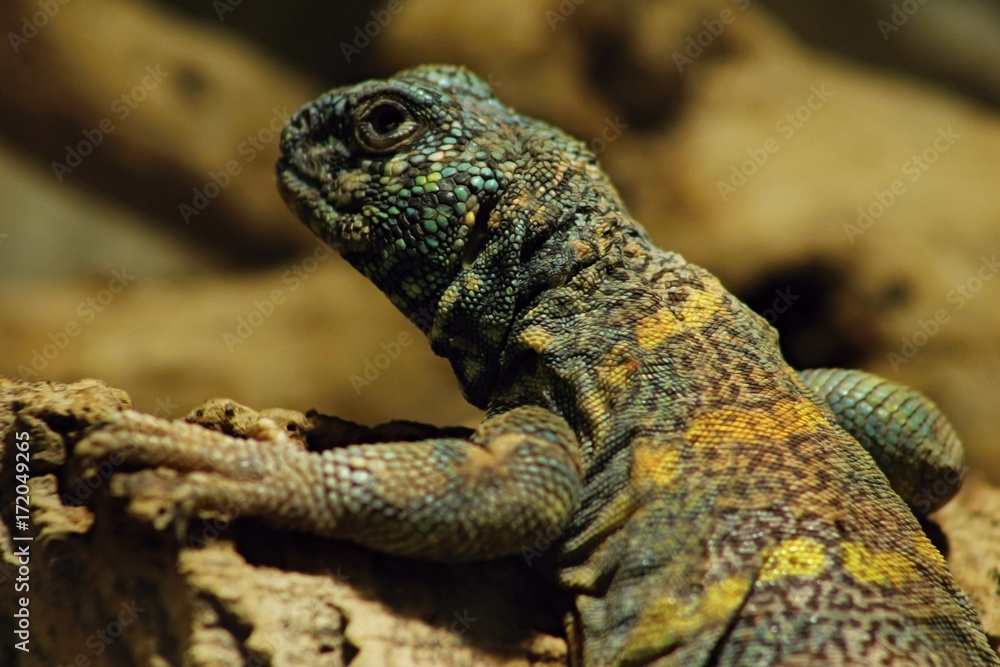 Fototapeta premium Uromastyx ornata, commonly called the ornate mastigure, is a species of lizard in the family Agamidae. The species is endemic to the Middle East.