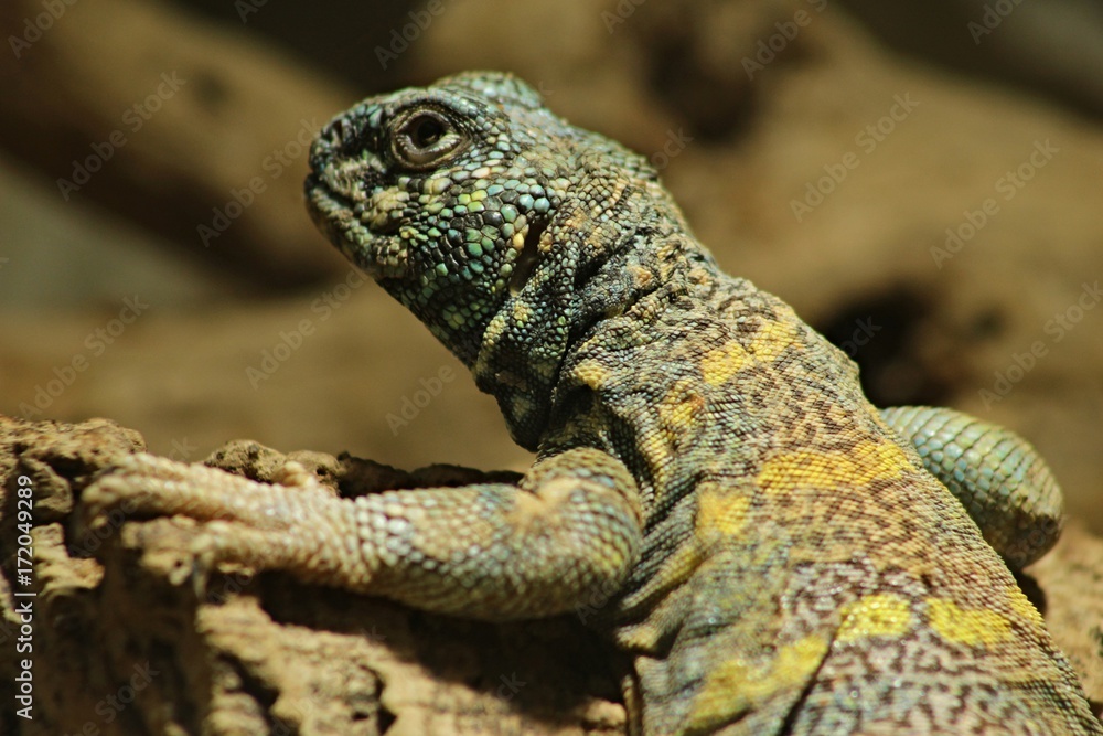 Naklejka premium Uromastyx ornata, zwany potocznie mastigure ozdobną, to gatunek jaszczurki z rodziny Agamidae. Gatunek ten występuje endemicznie na Bliskim Wschodzie.