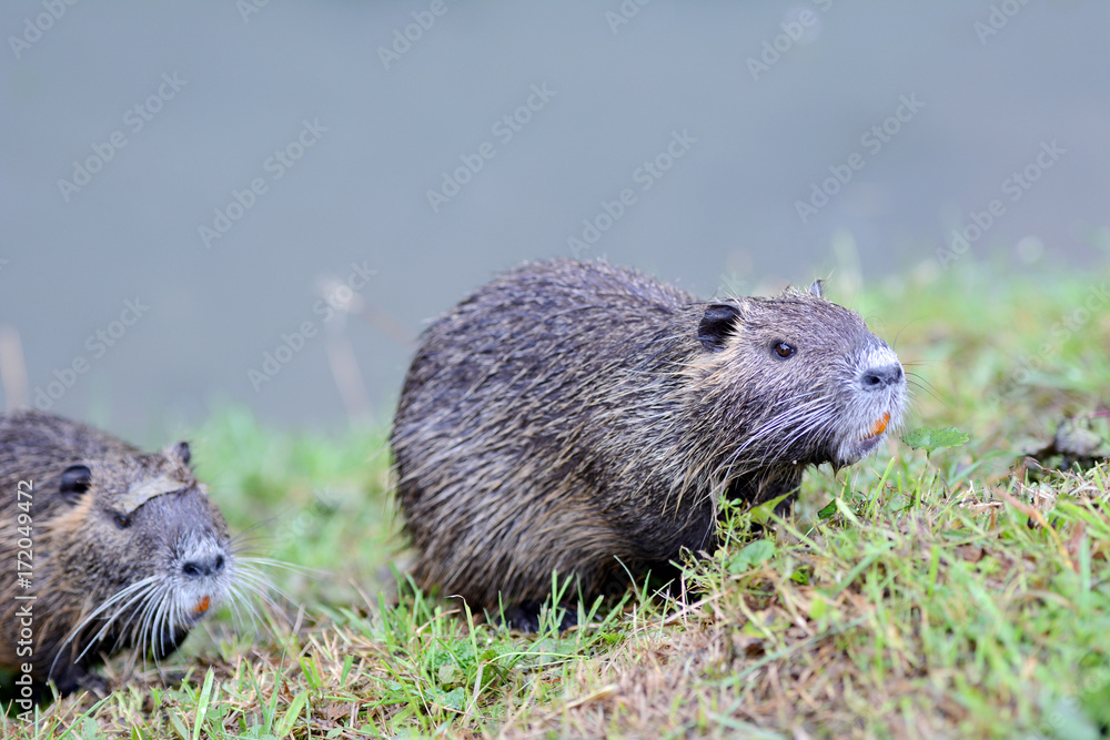 Portrait of a nutria, sitting in the grass, Europe. Portrait of a nutria, sitting in the grass, Europe.