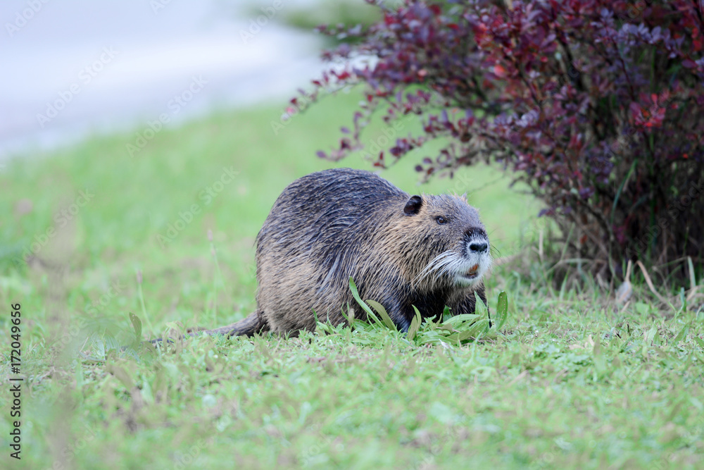Fototapeta premium Portrait of a nutria, sitting in the grass, Europe.