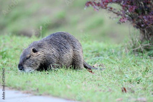Portrait of a nutria, sitting in the grass, Europe.
