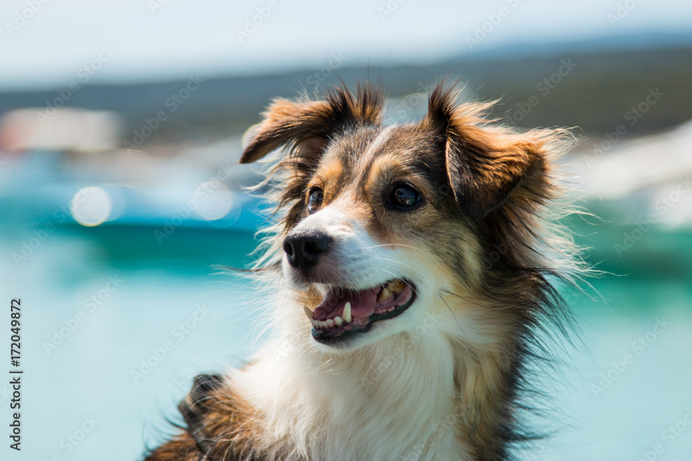 Smiling dog in the summer