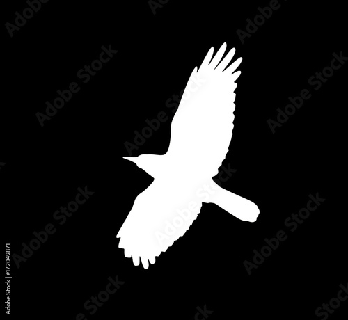 silhouette of a white crow on a black background