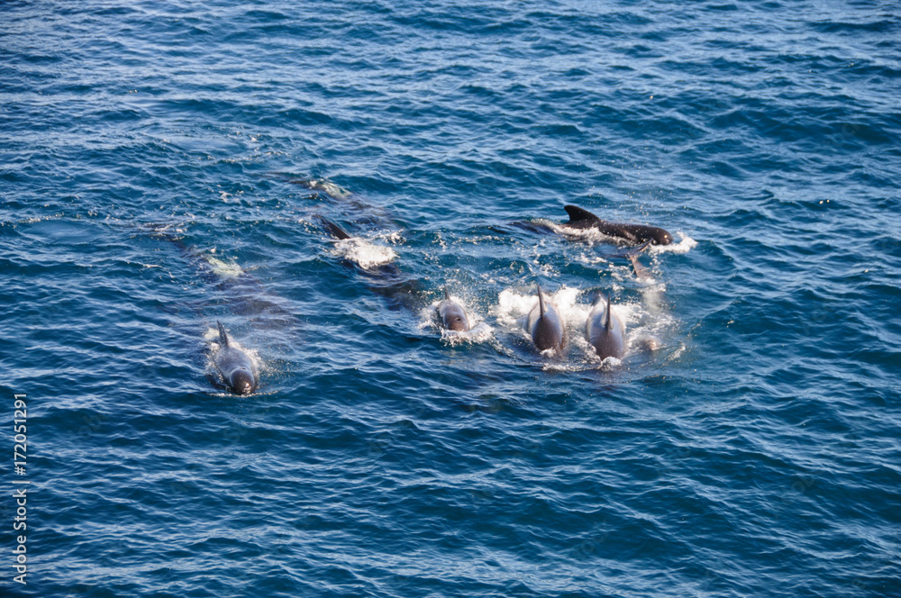 Fototapeta premium Long-finned Pilot Whales