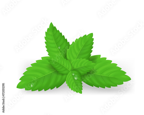 Realistic Detailed Fresh Green Mint Leaves. Vector