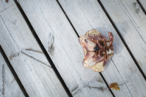 alive crab lying upside down photo