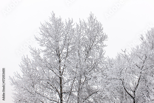tree crowns in winter
