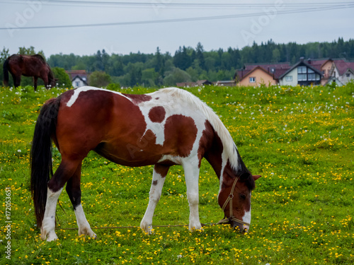 horse eating grass on a green meadow © sandipruel