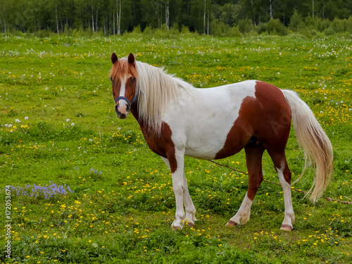 horse eating grass on green meadow