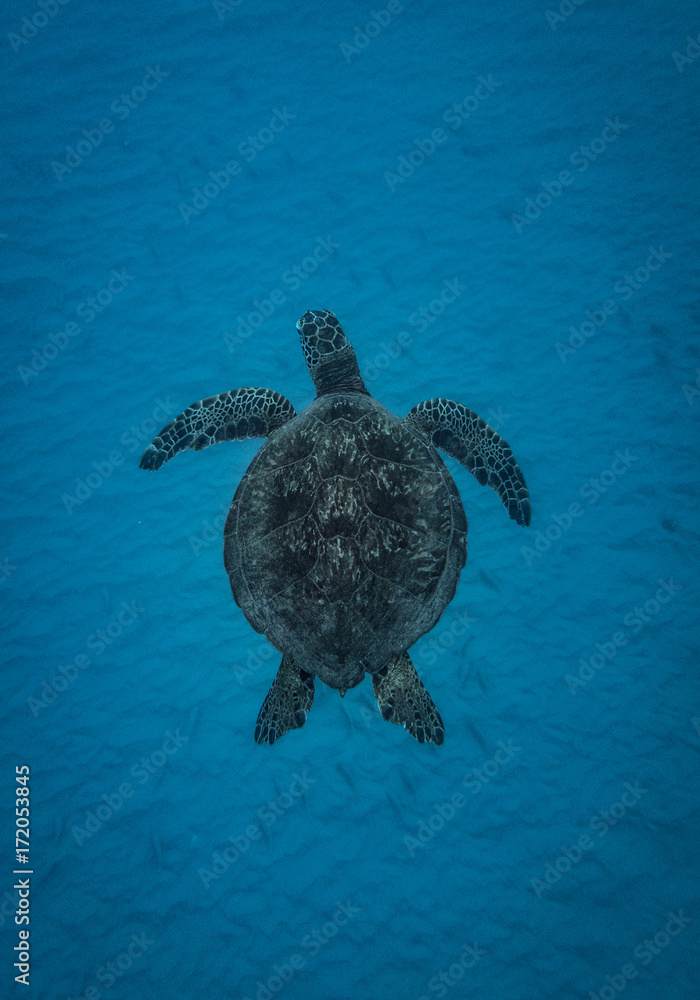 Obraz premium sea turtle