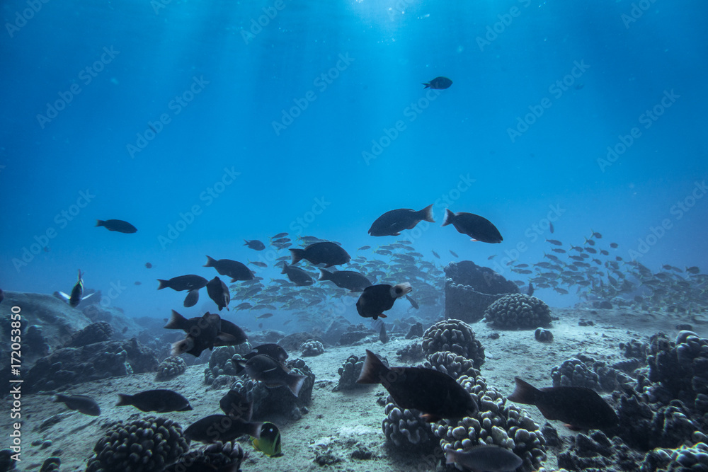 Fototapeta premium aquarium