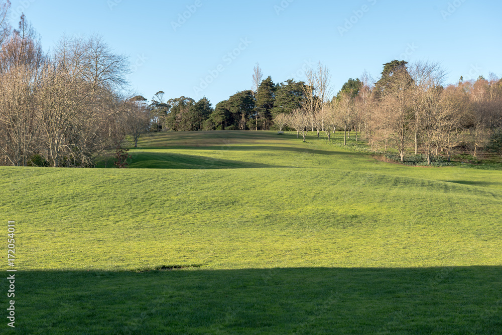 Green meadow with some trees under a clear blue sky
