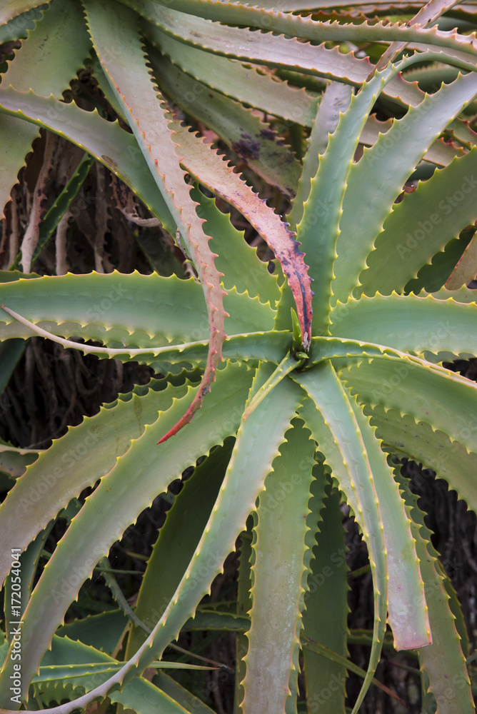 Obraz premium aloe plants in a garden