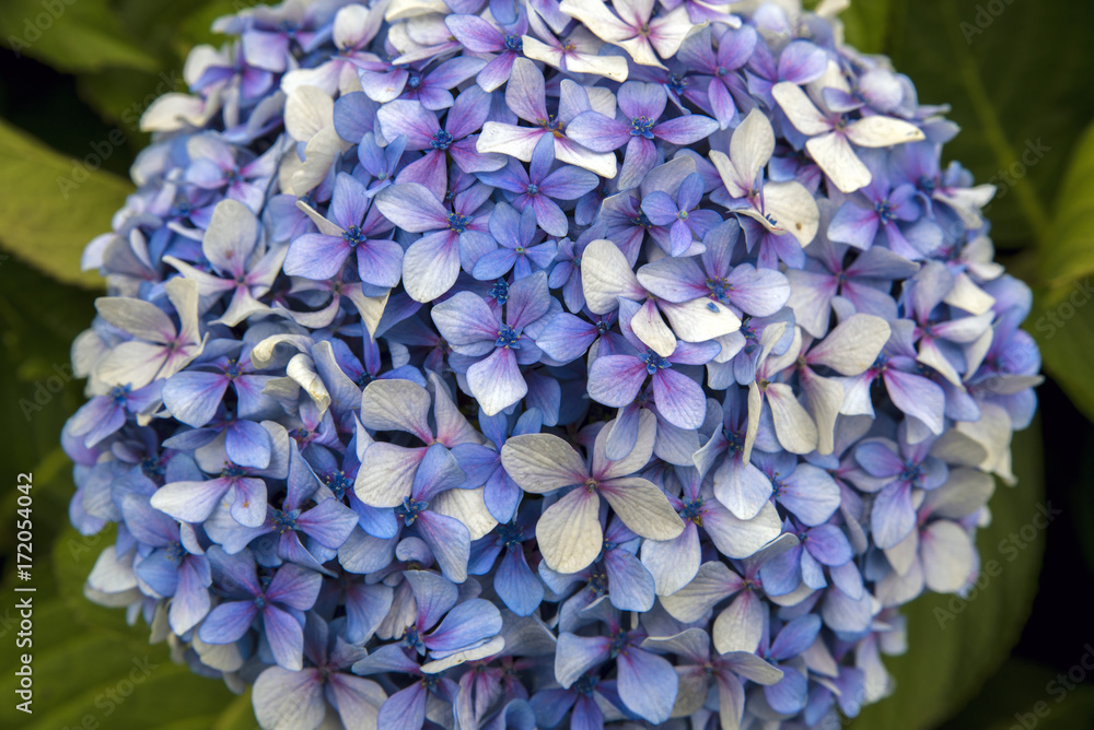 close-up of hydrangea flower after rain